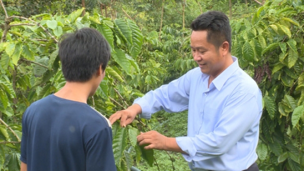 Nông dân lo lắng vì cà phê vàng lá, rụng quả sau khi sử dụng phân bón