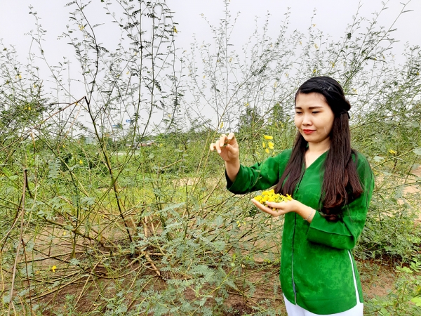 Mai vàng… mùa nước nổi!