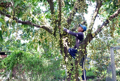 Khơi dậy tiềm năng du lịch nông nghiệp