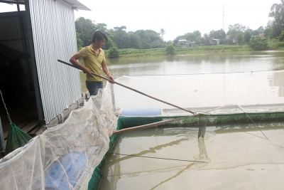 Linh hoạt trong việc lựa chọn vật nuôi để phát triển kinh tế gia đình