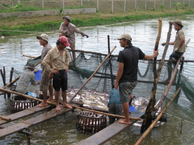 Nhiều hộ thua lỗ cá tra đã chuyển sang nuôi cá trê, cá lóc