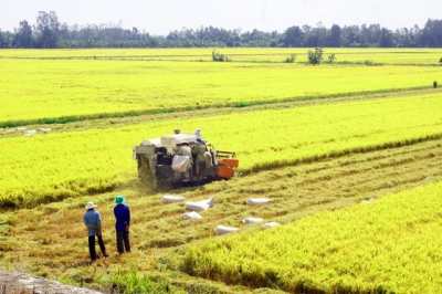 Giá gạo xuất khẩu giảm, nhiều doanh nghiệp lo lắng