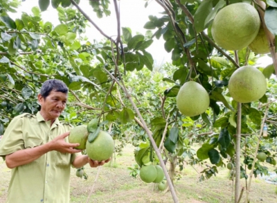 Đồng Tháp làm nông nghiệp 4.0