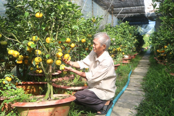 Nông dân Lai Vung vẫn luôn nặng tình với quýt hồng