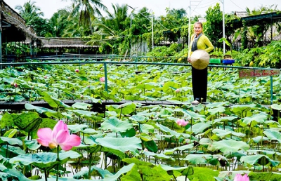 Du lịch Cần Thơ “An toàn và ấm áp”