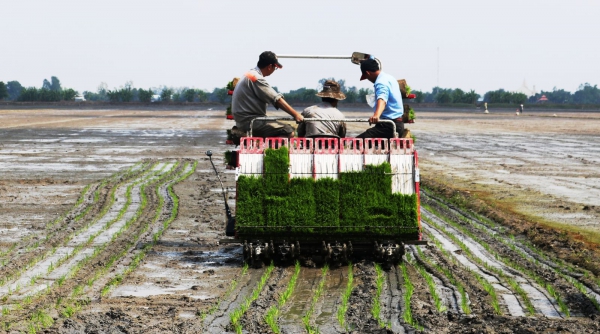 Thúc đẩy phát triển chuỗi giá trị lúa gạo bền vững