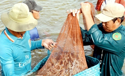 Hiện đại hóa ngành tôm