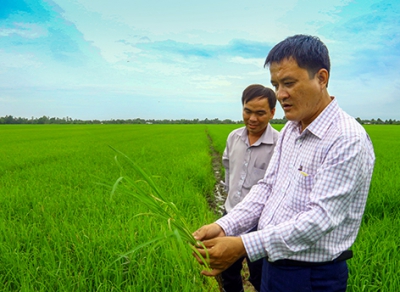 Bệnh lem lép hạt và bạc lá đang tăng trên lúa Hè thu