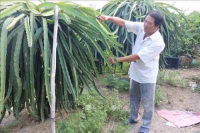 Tiền Giang: Chuyên canh cây ăn quả có lợi thế ở vùng thuần nông