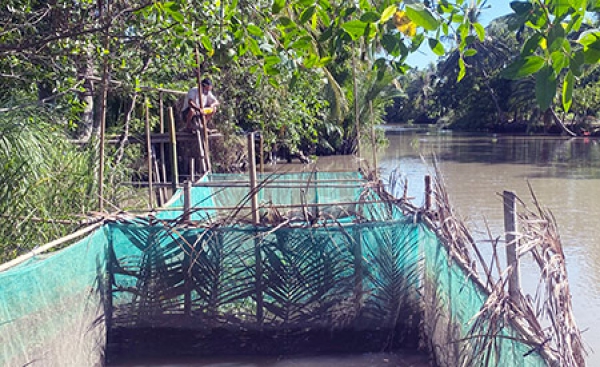 Triển vọng nuôi cá điêu hồng trong mùng lưới ven sông