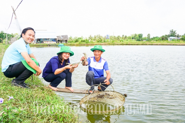 Lúa thơm – Tôm sạch, mô hình thông minh và bền vững