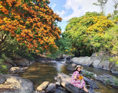 Hoa trang rừng phủ kín suối Tà Má