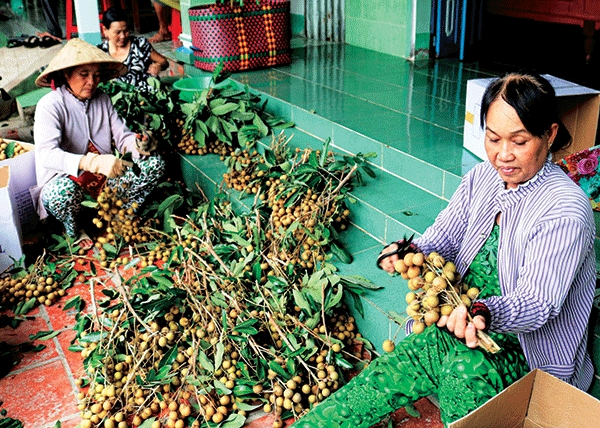 Nguồn cung tăng, giá trái nhãn giảm