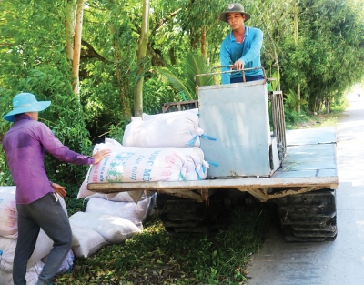 Giá lúa giảm nhiều, lợi nhuận thấp