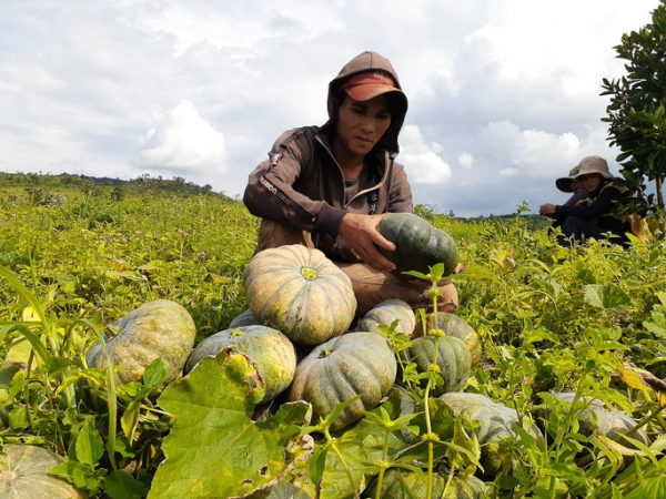 Bí đỏ mất mùa, rớt giá thảm hại chưa tới 3.500 đồng/kg