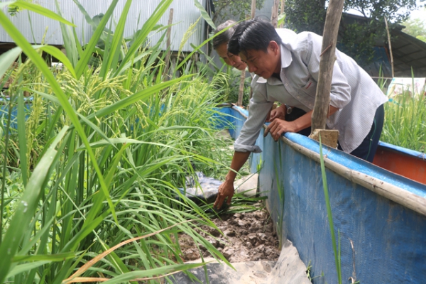 Người dân vùng thượng nguồn phát triển kinh tế với mô hình nuôi lươn