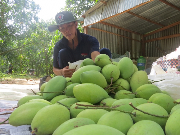 Nông dân Tân Hòa liên kết trồng xoài VietGAP