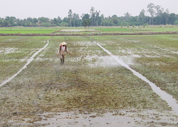 Xuống giống hơn 50.000ha lúa Hè thu