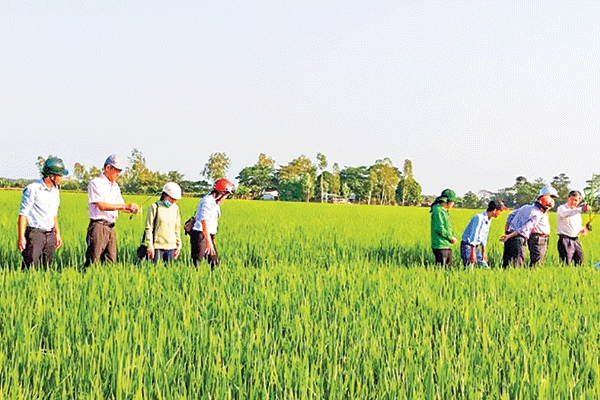 Vĩnh Thạnh tập trung chăm sóc vụ lúa đông xuân