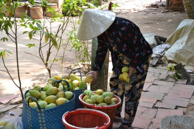 Giá xoài “rơi”, nhà vườn tả tơi