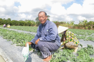 Cây màu ven Quốc lộ Nam Sông Hậu vào mùa