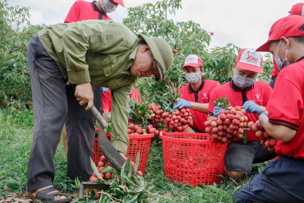 30 tấn vải thiều Bắc Giang sắp lên tàu sang Mỹ