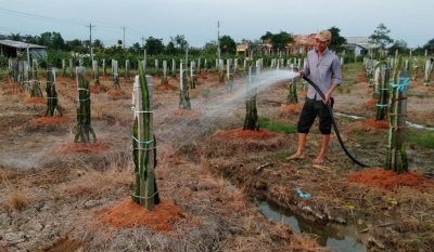 Cây thanh long dần “thế chân” cây lúa