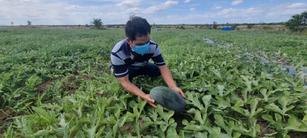 Dưa đầy ruộng, vắng bóng người mua