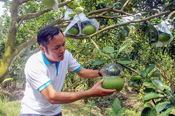 Vào mùa thu hoạch trái cây tết