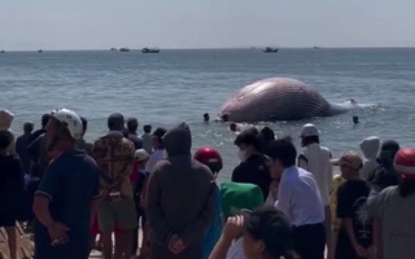 Phát hiện cá voi nặng gần 8 tấn lụy gần bờ, ngư dân hợp sức đưa vào chôn cất