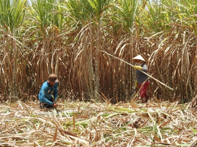 Mùa &quot;mía đắng&quot;