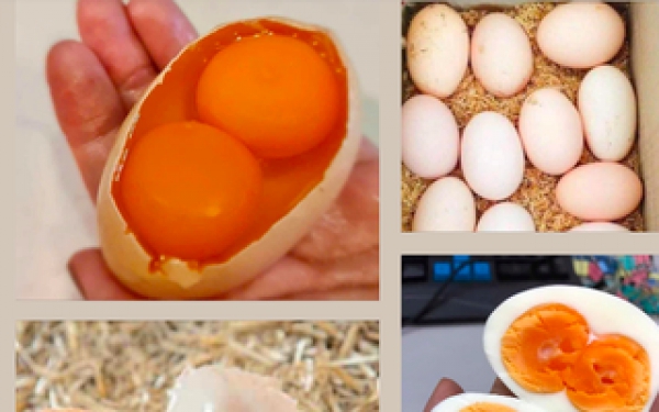 Thực hư thông tin về các loại trứng gà 2 lòng đỏ, vỏ nhiều màu sắc