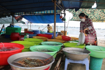 “Cân điêu” hải sản ở Mũi Né, địa phương đề nghị tháo dỡ lều quán