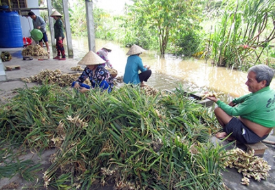 Nhiều loại rau màu giá tăng mạnh