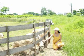 Đắm m&igrave;nh giữa c&aacute;nh đồng hoa v&agrave; bầy cừu xinh xắn giữa l&ograve;ng H&agrave; Nội