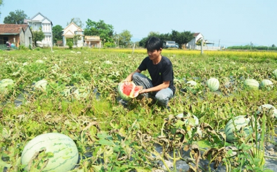 Sớm chấm dứt tình trạng trồng dưa hấu theo phong trào