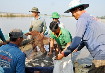 Rộn ràng thu hoạch cá ruộng