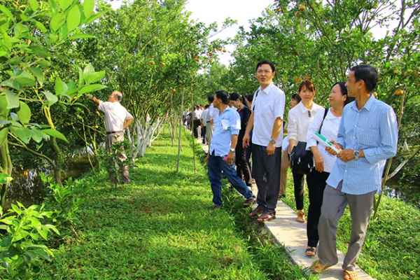 Lai Vung nỗ lực khôi phục lại vườn cây có múi