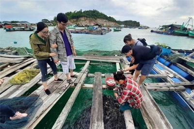 Kiên Giang: Nuôi cá lồng an toàn trên biển Tiên Hải