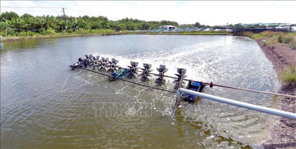 Tôm sinh thái Cà Mau “vươn mình” chinh phục thị trường