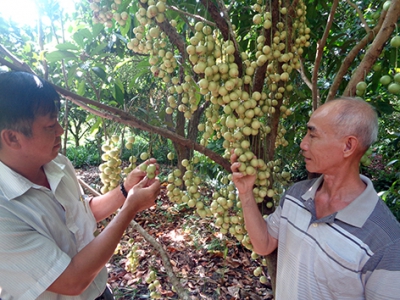 Đổi đời nhờ trồng dâu