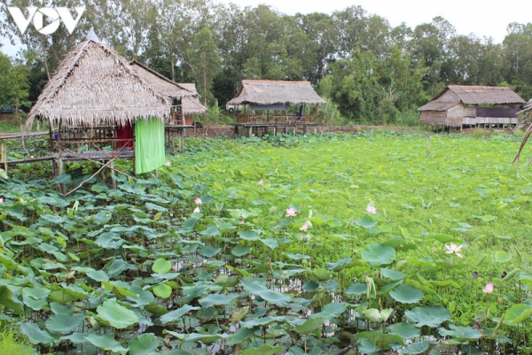 Liên kết để nâng cao giá trị ngành hàng sen Đồng Tháp