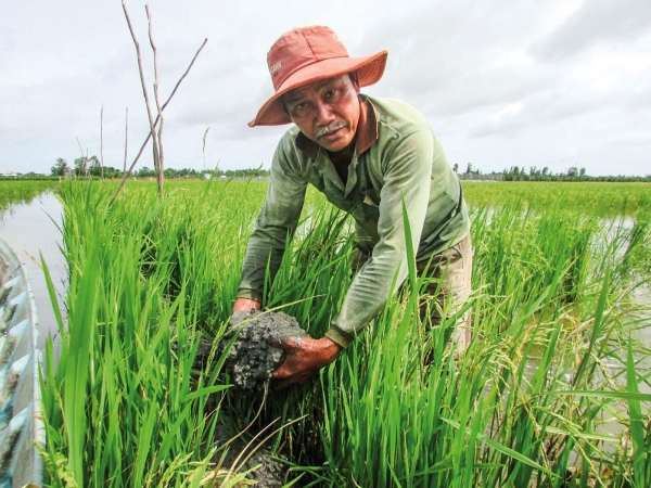 Cá nuôi trên ruộng đang “khát” lũ