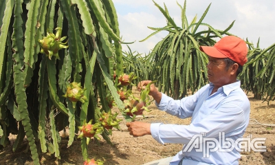 Khôi phục sản xuất sau hạn, mặn - Bài 3: Chuyển đổi nhưng phải hiệu quả