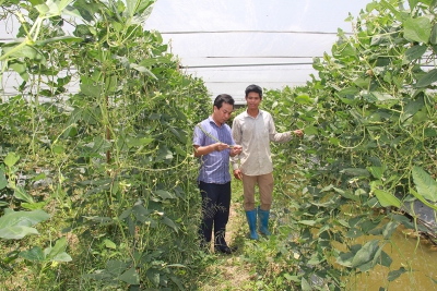 Ninh Bình: &#039;Cất&#039; bằng kỹ sư xây dựng, thu bạc tỉ từ trồng rau sạch