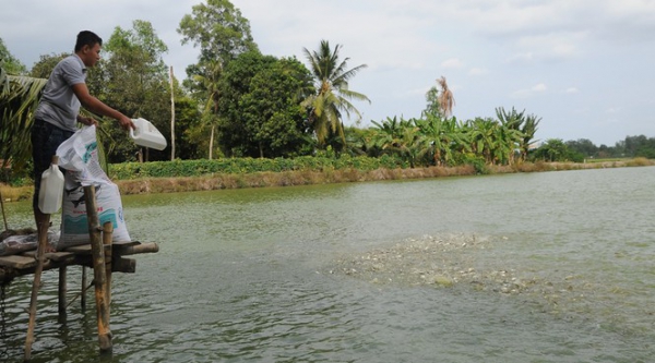 Ngành cá tra chồng chất khó khăn, sẽ chậm phục hồi