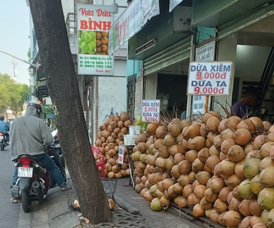 Vì sao dừa tươi rẻ bèo giữa mùa nắng nóng gay gắt?