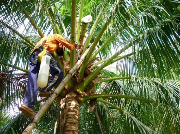 Làm giàu khác người: Trồng dừa chưa kịp ra trái đã &quot;hái&quot; được khối tiền ở Trà Vinh