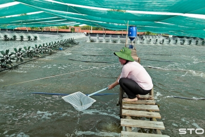 Xây dựng thương hiệu tôm - cần nhưng không dễ