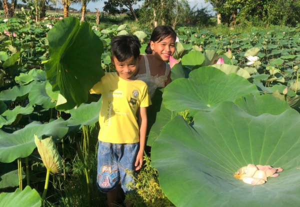 Trồng sen trên đất ruộng